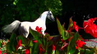 'Superb Arabian horses' Tribute - As Never before