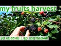 Fruits harvest | water apple | star fruit | cherry | mulberry | guava|papaya | art of farming