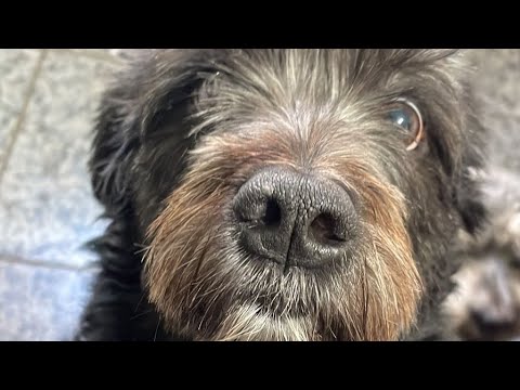 ESTOU DE LUTO PET UMA DOR QUE DILACERA O CORAÇÃO DOI NA ALMA #LUTOPET