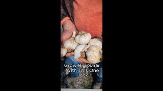GrowBiggerGarlicWithOneHack #organic #garden #farming #homesteading #garlic