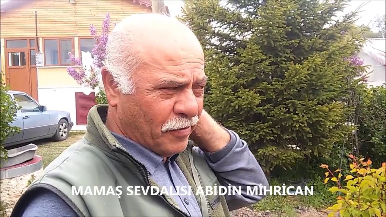 GOJİ VERRİ MEYFASI 1700 RAKIMDA KANGAL MAMAŞ KÖYÜNDE ÜRETİMİ BAŞLADI