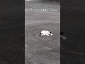 駐車場でくつろぎすぎた猫の“その後”がこちら