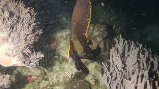 A Giant Pinnate Batfish in the Komodo Islands