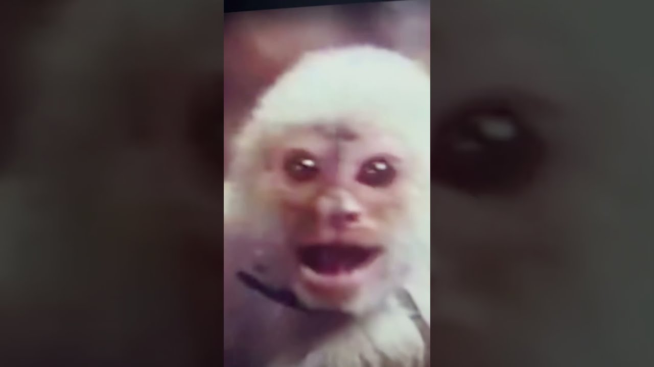 Great TV Memories Danger Island Theme Song Intro 1968