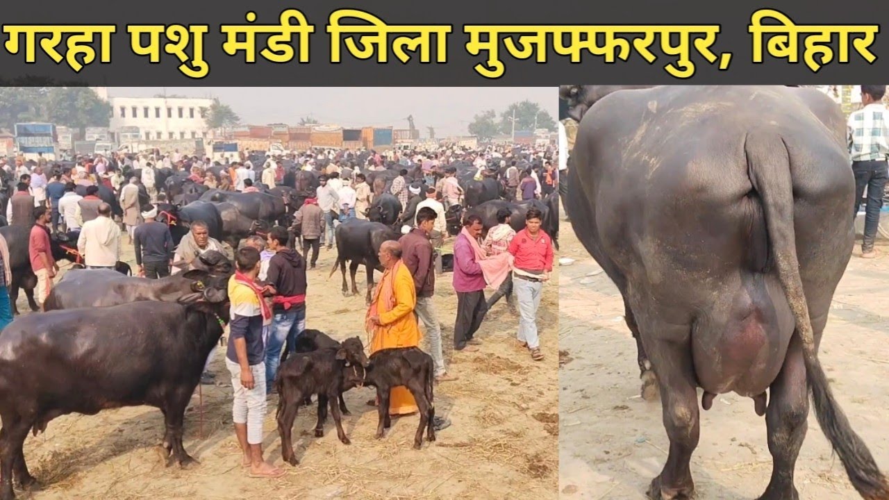 16/11/2025 गरहा पशु मंडी जिला मुजफ्फरपुर बिहार #buffalomarketvideo #garhamandi