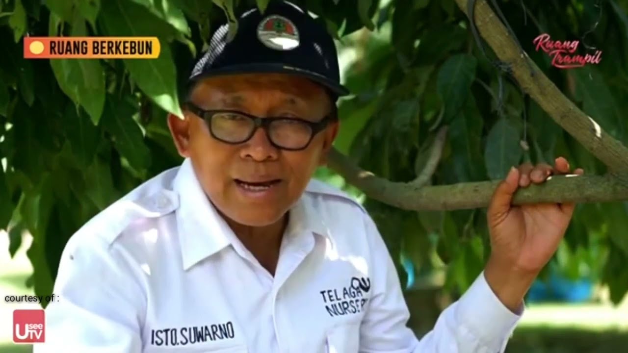 Budidaya Lengkeng - TELAGA NURSERY (RUANG TRAMPIL)