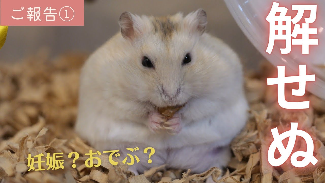ご報告】解せぬことがありました。今後の繁殖について① ご報告】解せぬことがありました。今後の繁殖について①