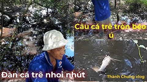 Câu cá trê đồng béo tròn, đàn cá đông nhoi nhút ||# Go fishing# Câu cá # s.ăn b.ắt