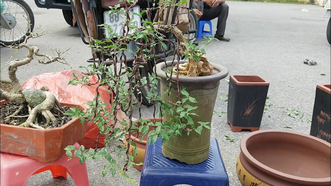 SH.3173.Báo giá 800K cây Hồng Ngọc Mai dáng Liễu đẹp... - youtube