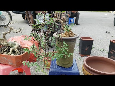Video SH.3173.Báo giá 800K cây Hồng Ngọc Mai dáng Liễu đẹp... - youtube