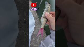 Giant bait   &amp;   big baitchallenge  13