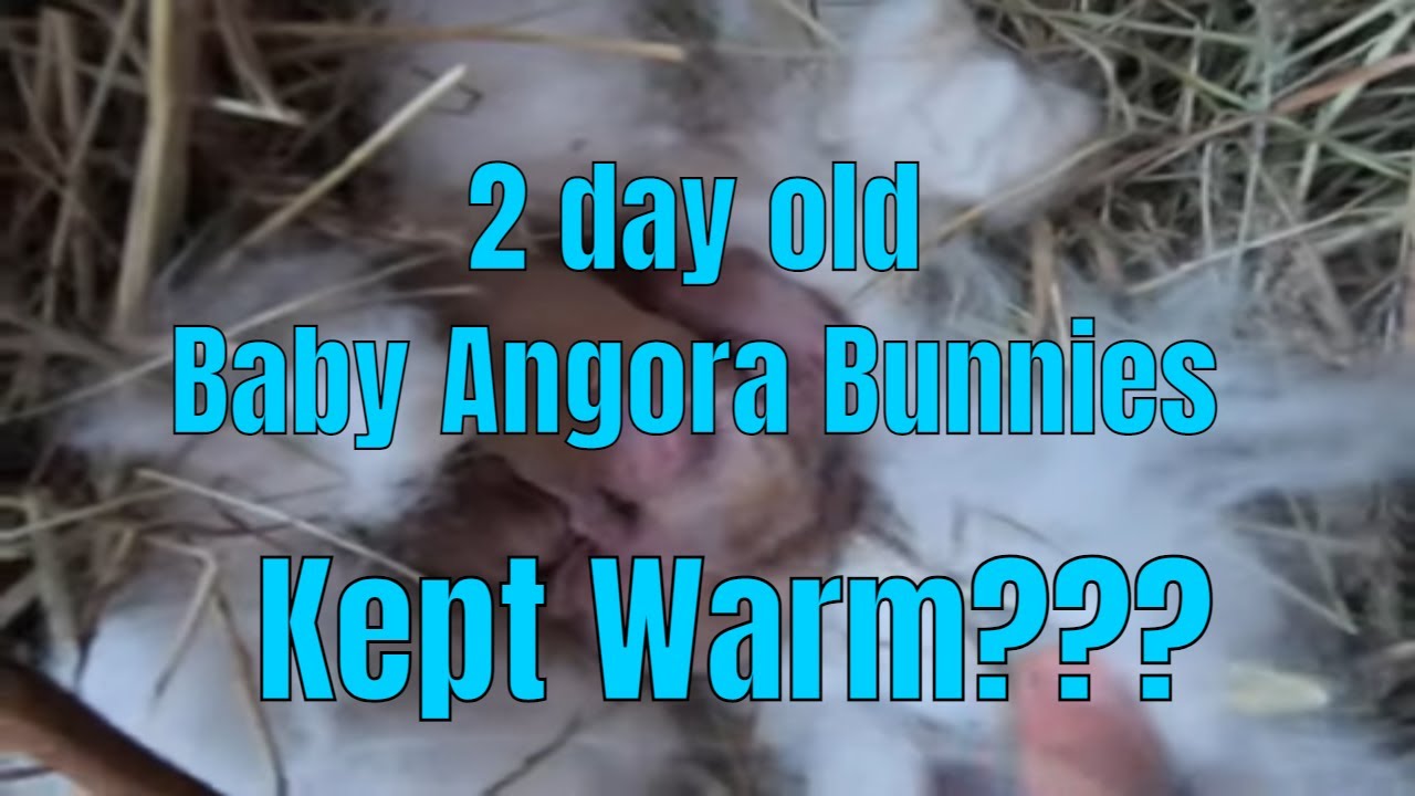2 day old baby angora bunnies