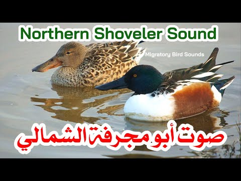 صوت أبو مجرفة الشمالي Northern Shoveler Sound