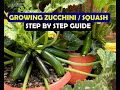 Growing Zucchini/Squash: Sowing, Planting, care, harvesting...