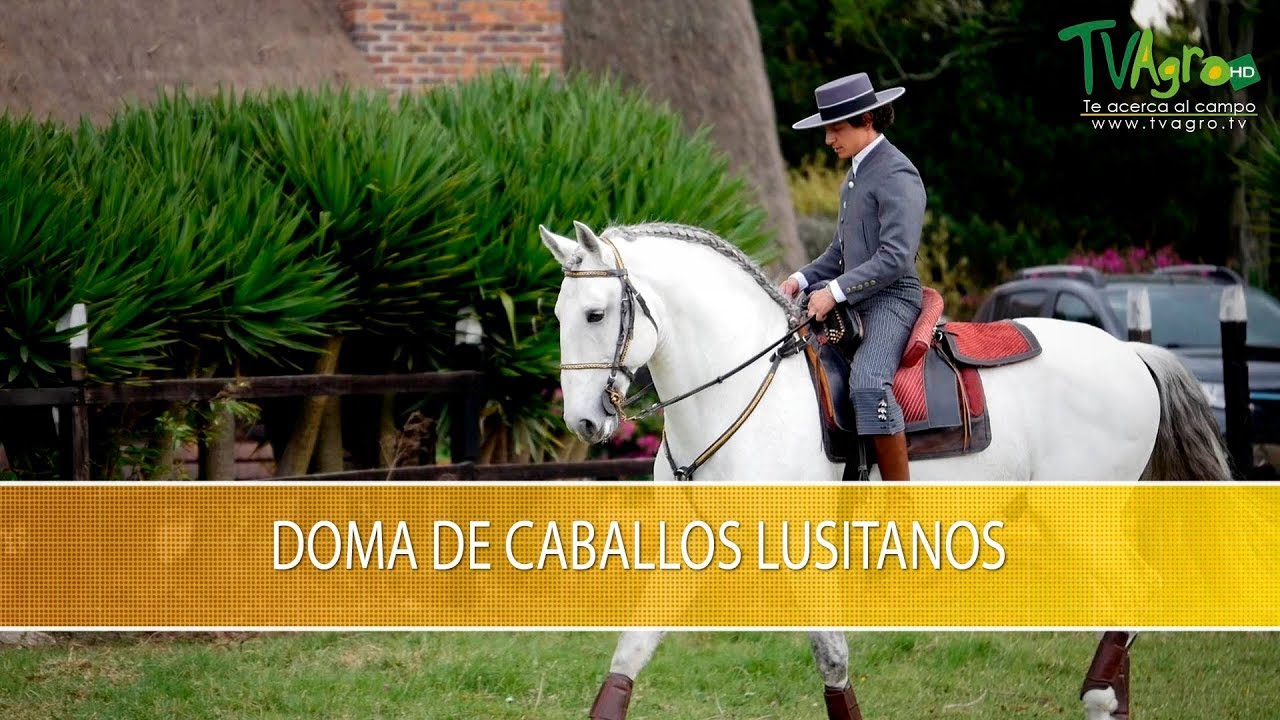 Doma de Caballos Lusitanos - TvAgro por Juan Gonzalo Angel Restrepo