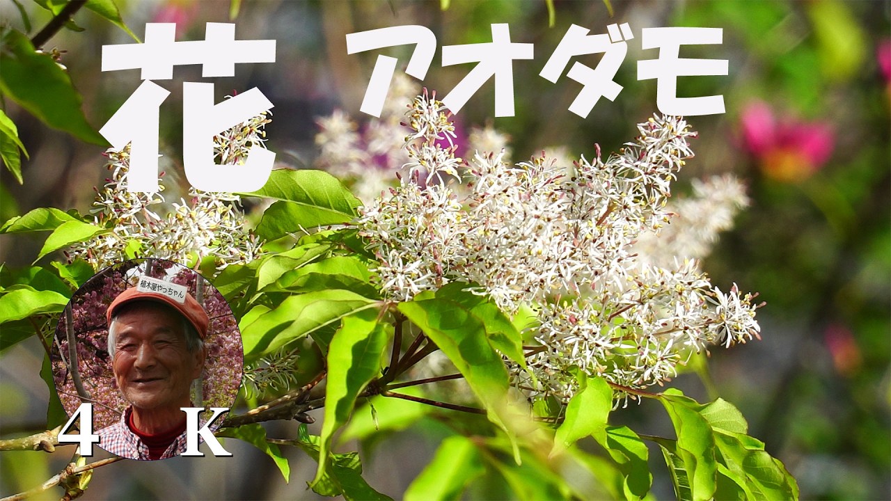 アオダモ 花 花 青だも 2026/4/9 - YouTube