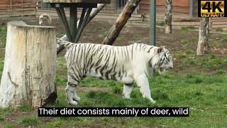 Siberian Tigers - Big Cats Wild Documentary (HD 1080)