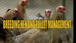 EP Breeding Hen and Pullet Management