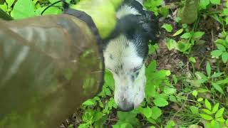 Coverdog trial training Part 1