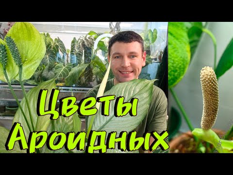 ЦВЕТЫ АРОИДНЫХ / МОЕ ВИДЕНЬЕ