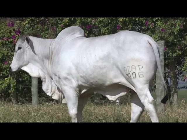 LOTE 33