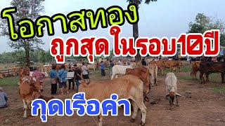 วัวถูกชาวบ้านซื้อเก็บ วัวเลี้ยงขายดี ราคาวัว วันพุธ 8 พ.ค.2567