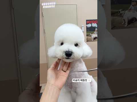 비숑도 관리하기 쉬운 #베들컷 어때요?? #hygge #베들컷