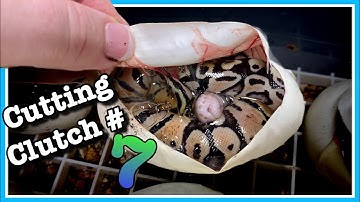 BALL PYTHON EGG CUTTING!! Clutch #7 (2020) | Ball Python Breeding