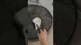 Millie Its Time To Die Jk