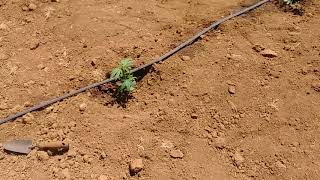 Planting the cbd its late but were still going for it