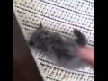 قطه صغيره دلع