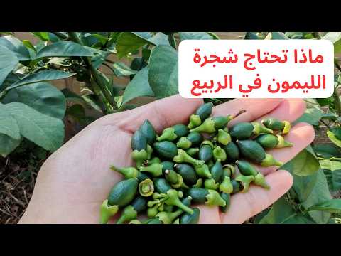 ماذا تحتاج شجرة الليمون شهر 3 و 4