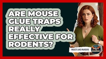 Are Mouse Glue Traps Really Effective For Rodents? - Insects and Invaders