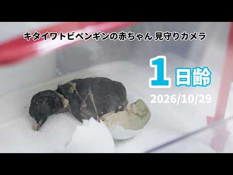 【ライブ配信】キタイワトビペンギンの赤ちゃん見守りカメラ