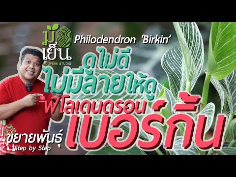 วีดีโอ: พืชฟิโลเดนดรอนสามารถเติบโตกลางแจ้งได้: การดูแลฟิโลเดนดรอนของคุณภายนอก