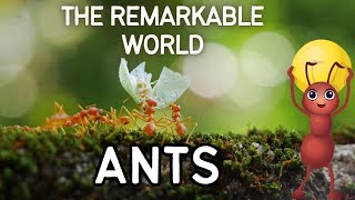 The Remarkable World of Ants