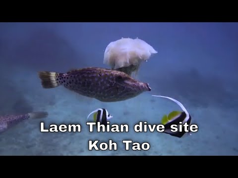 Laem Thian  dive site at Koh Tao / Thailand