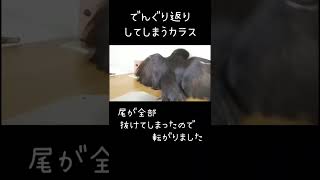 世界初!?でんぐり返りするカラス