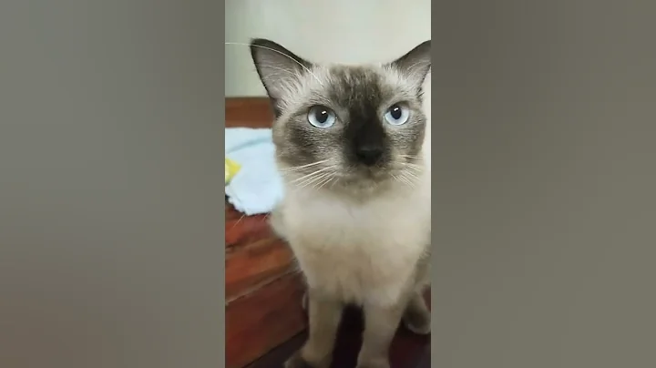 Video 121051: adorable himalayan cat, sweet himalayan, gentle pets, pets playing, cat meets