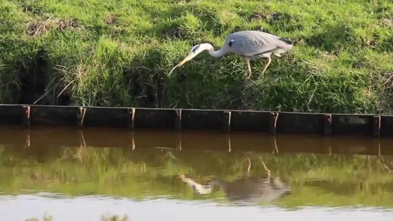 Spring Scape in Parelgras 2014 (II part)