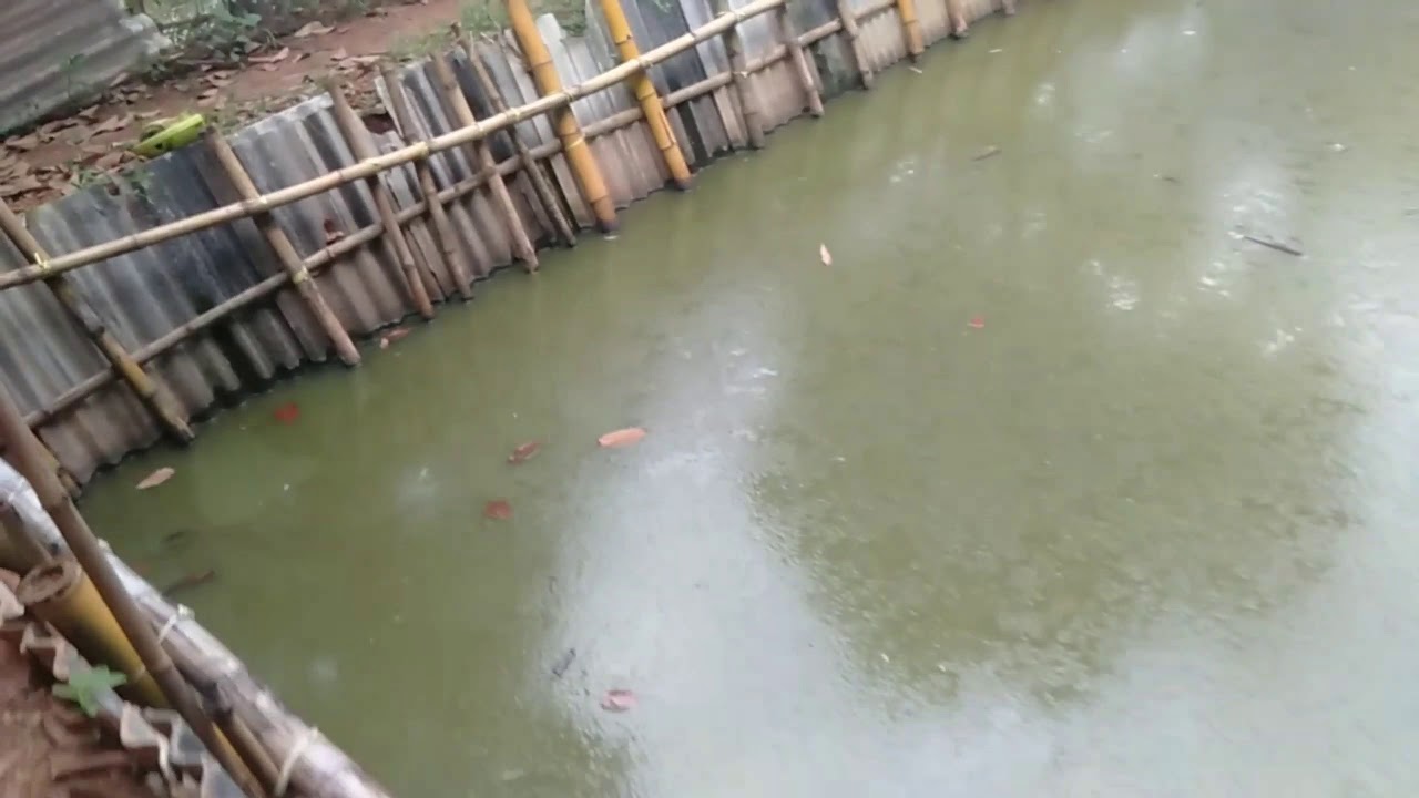 Budidaya Ikan Gurame Cara membuat kolam tanah supaya 