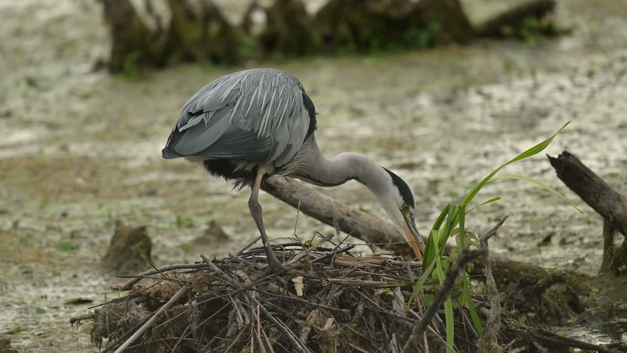 Blauwe Reiger verbouwt nest, Blue Heron rebuildig nest