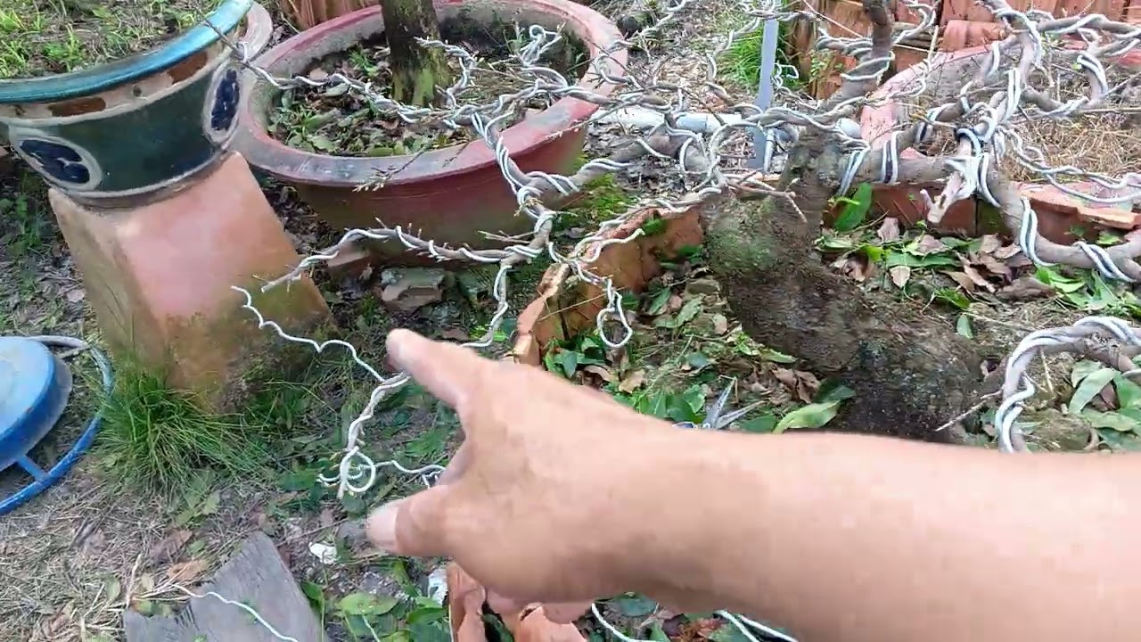 Mai Vàng Dáng Thú Chỉnh Sửa Đón Xuân 