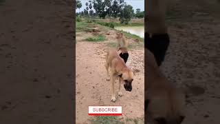 #Dog & Monkey bonding or fighting।#kaavaalaa song#Funny video । maja aayega।