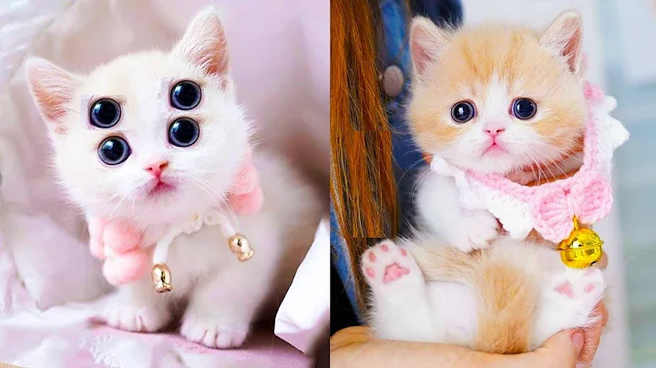 Watch the video about Baby Cats - Cute and Funny Cat Videos Compilation #60 | Aww Animals