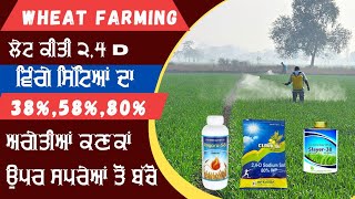 ਬਾਥੂ ਪਾਲਕ ਦੀ ਲੇਟ ਸਪਰੇ ਝਾੜ ਘਟਾਵੇਗੀ  late use of 2 4 D in wheat crop