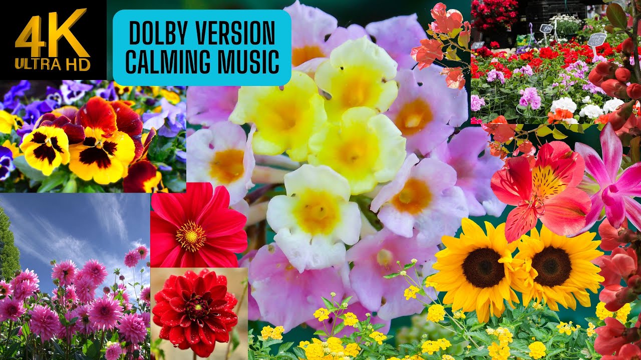 23.Spring Flowers Time Lapse 4K 60fps Video Films with Relaxing Calming