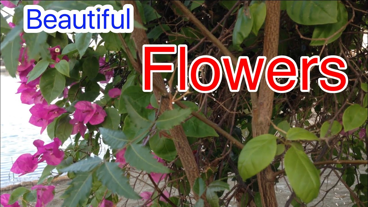 beautiful place || traveling ||garden walk || aasif1100