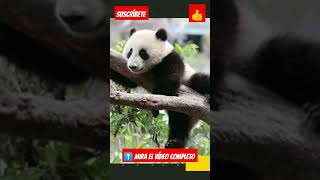 Los animales más bonitos del mundo Parte 10 #shorts #animal #animales #animallover #pets #pet