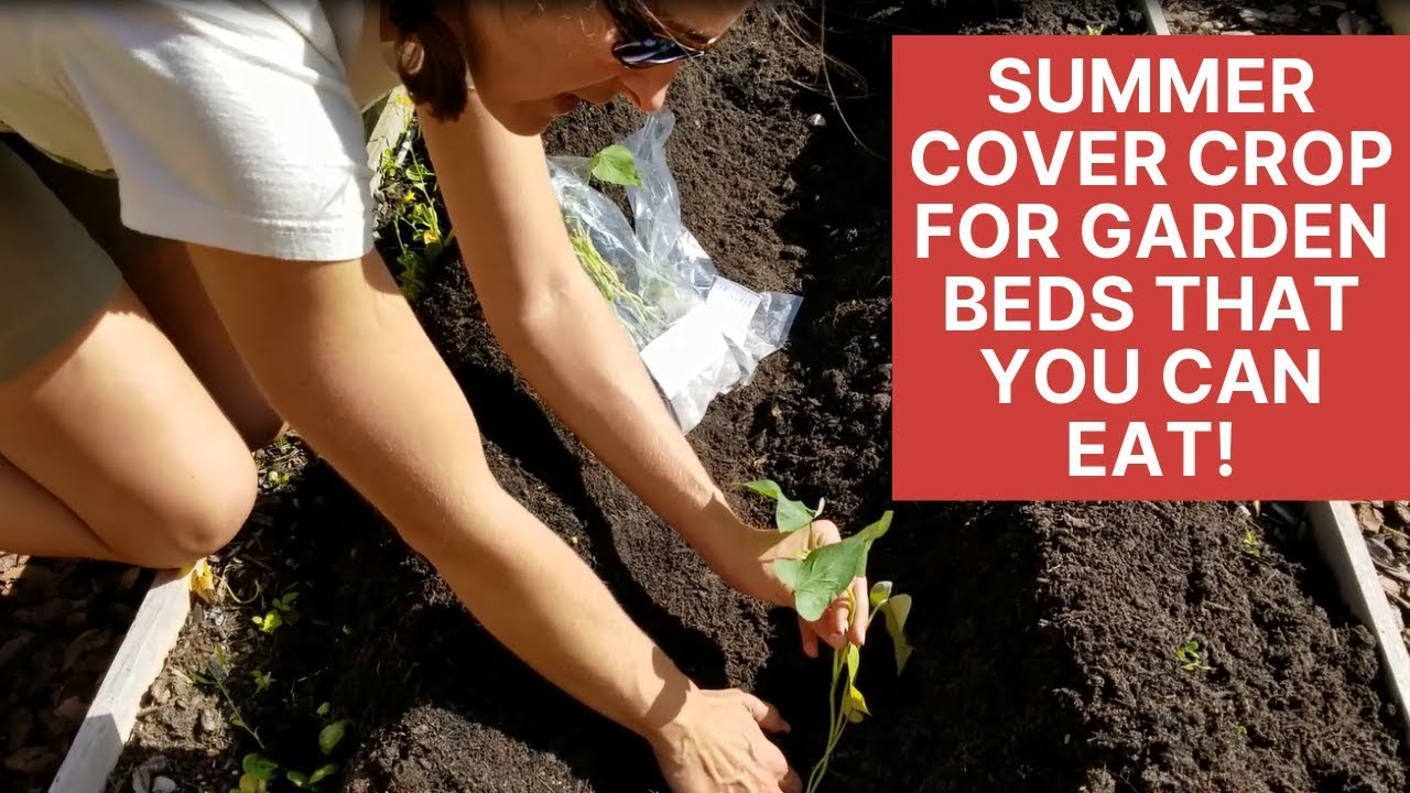 zone 9b fruit trees Growing Sweet Potatoes Raised Bed Garden | Orangic Florida Vegetable Gardening